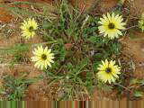 Wildflowers