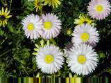 Many flowers again