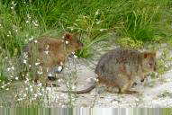 Quokkas