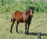Curious horse