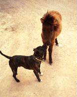 Dog and pony