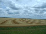 Wheat field